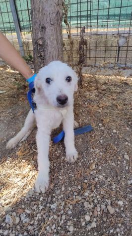 LUNA E GOLIA, 3 MESI E MEZZO (10/06/26), CERCANO CASA!! - Foto 3