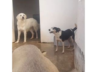 TERRY 5 ANNI 15/18 kg