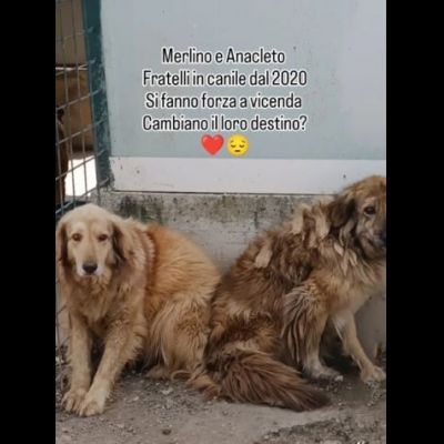 MERLINO E ANACLETO FRATELLI INSEPARABILI CANI IN ADOZIONE DI COPPIA - Foto 4