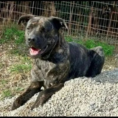 LENNY MAGNIFICA CAGNOLONA IN ADOZIONE - Foto 8