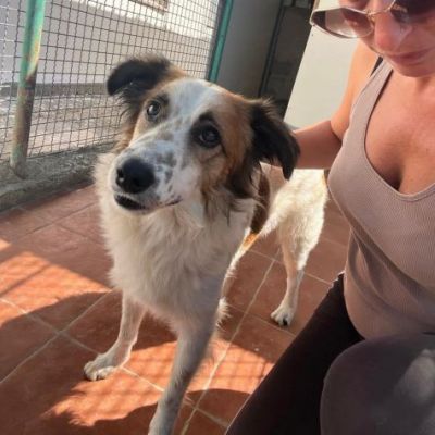 WOLF ADORABILE CANE IN ADOZIONE - Foto 4