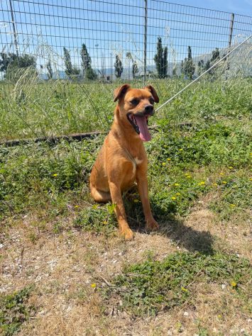 Kira 10 kg di cane in canile - Foto 6