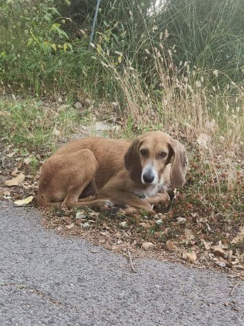 Filippo un amore, cane in adozione - Foto 3