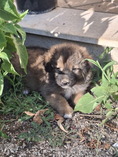 Regalasi cagnolini - Foto 3