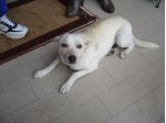 NEVE, giovane e dolcissima cagnolina