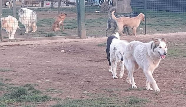 HUSKINA, incrocio collie, adozione del cuore - Foto 6