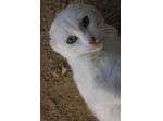 Meringa gattina , adozione del cuore