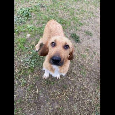 CHESTER SIMIL SPINOCINO CANE IN ADOZIONE TG MEDIO CONTENUTA - Foto 5