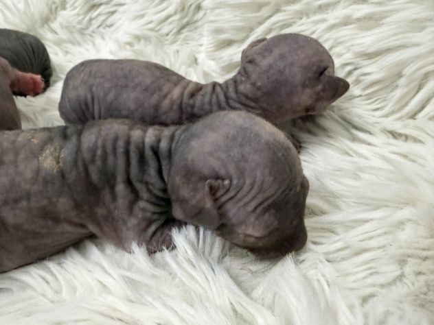 Sphynx gatto nudo - Foto 2
