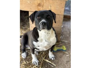 ROSA, mix STAFFY incredibilmente coccolona!