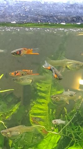 PESCI TROPICALI ACQUA DOLCE DEL VENEZUELA - POECILIA WINGEI CAMPOMA nn.47/51, - Foto 2