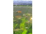 POECILIA WINGEI CAMPOMA nn.47/51, Cedo femmine feconde, coppie e trio (1M e 2F)