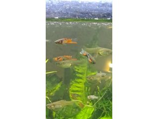POECILIA WINGEI CAMPOMA nn.47/51, Cedo femmine feconde, coppie e trio (1M e 2F)