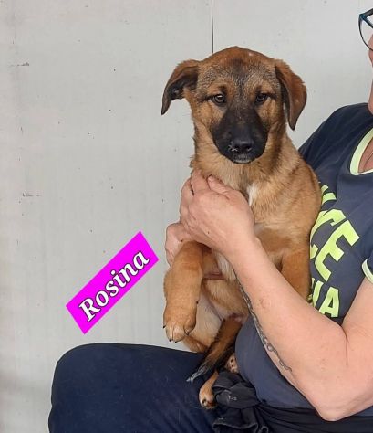 CUCCIOLI IN ADOZIONE - Foto 2