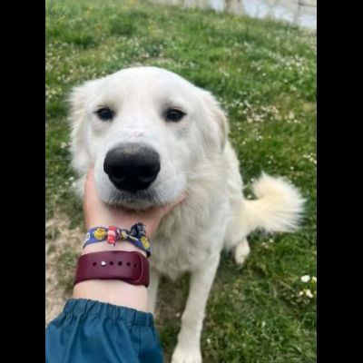 GERICO UNA MERAVIGLIA IN GABBIA CANE IN ADOZIONE - Foto 2