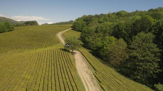 CENTINAROLA: Fano - centinarola inc ontesto prettamente residenziale, attorniato da una zona verde e ben servita, proponiamo in vendita lotto di terre - Foto 3