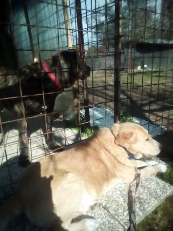 Bongo dopo le cattiverie e botte è rimasto fantastico con tutti!NAPOLI - Foto 3