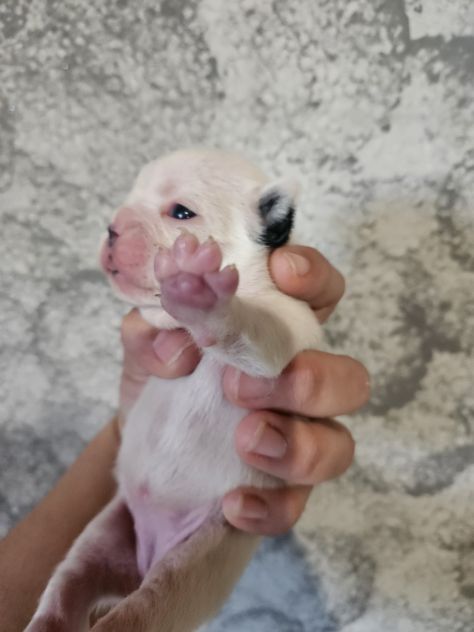 Bulldog francese femmina - Foto 4