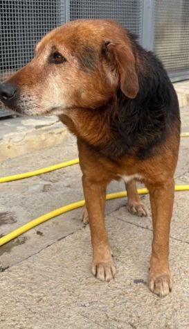 4anni senza nome uscito dal box solo x le foto! SICILIA - Foto 2
