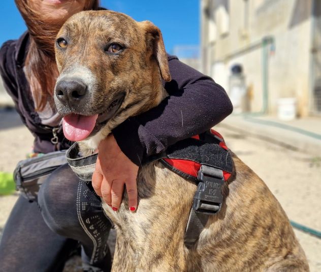 Schenny rimasta da sola in canile senza le sue sorelle - Foto 7