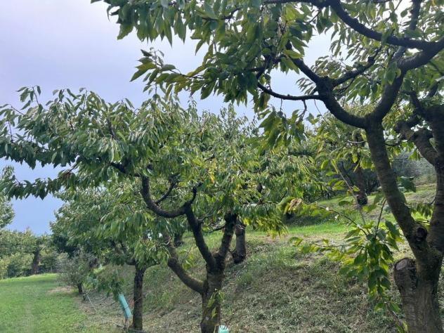 Uliveto in vendita a Castegnero - Foto 7