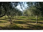 Uliveto in zona Pesaro