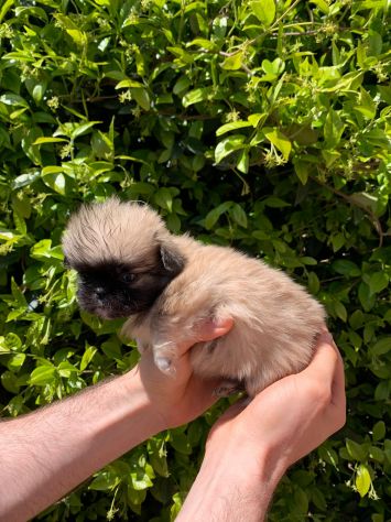 Cuccioli di Pechinese - Foto 4