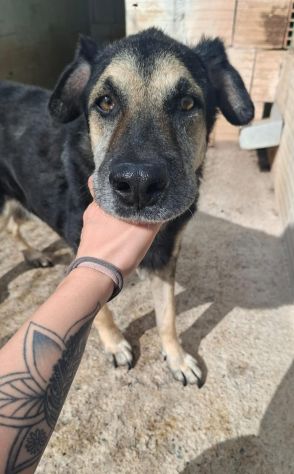 MIRKO 12 ANNI taglia media