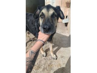 MIRKO 12 ANNI taglia media