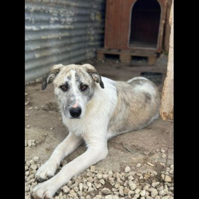 VALENTINO BELLISSIMO CUCCIOLONE IN ADOZIONE - Foto 2