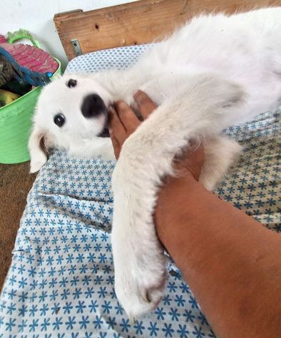 Ciao sono PIF, cucciolo col tartufo a forma di cuore - Foto 5