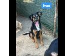 ALBA  BLACK  THOR  IVAN  CUCCIOLI IN ADOZIONE
