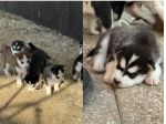 Cuccioli di husky