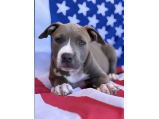 Amstaff cuccioli Blu