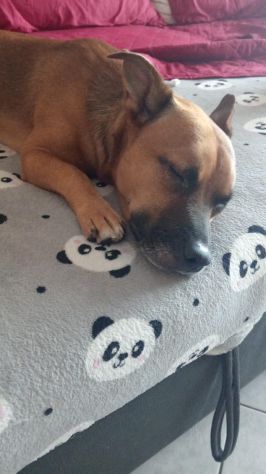 PABLO, 4 ANNI (02/07/22), LA SUA FAMIGLIA NON LO VUOLE PIU'!