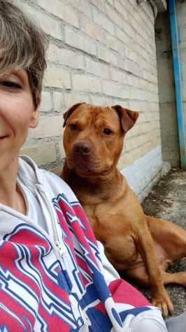 EMMER UNA NUOVA VITA, CANE IN ADOZIONE - Foto 9