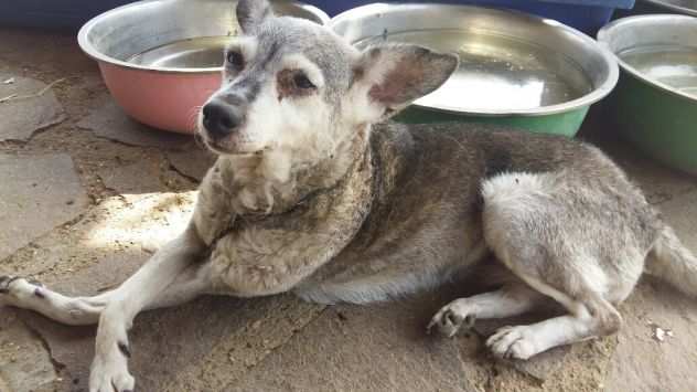 MINU', dolce cagnolina - Foto 3