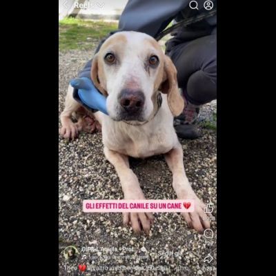 THEO IMPAURITO DAL CANILE CANE IN ADOZIONE