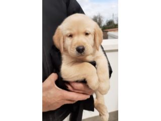 LABRADOR RETRIEVER