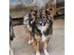 Yuki meraviglioso cagnolino in adozione