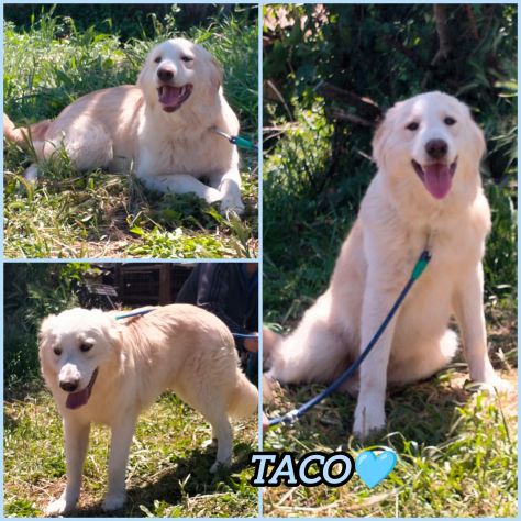 TACO CUCCIOLO MIX GOLDEN