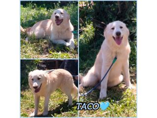TACO CUCCIOLO MIX GOLDEN