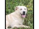 LIBECCIO bravo e pacato, aspetta una famiglia, cane in adozione