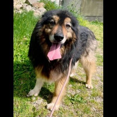 MARTIN SOCIEVOLE CANE IN ADOZIONE - Foto 2