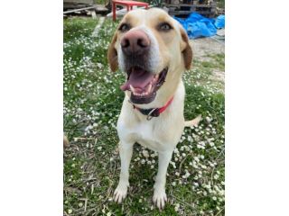 Lily 2 anni mix labrador