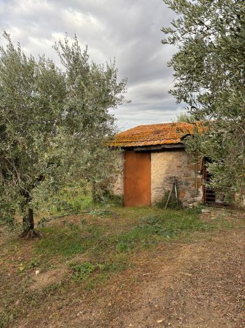 TERRENO AGRICOLO CON ULIVI E RUSTICO - Foto 7
