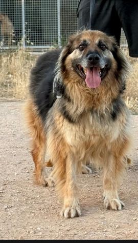 Asko, in cerca di famiglia - Foto 2