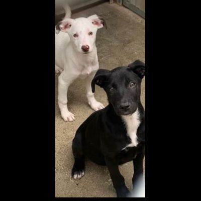 AURY e ADAM SOCIEVOLISSIMI CUCCIOLI IN ADOZIONE