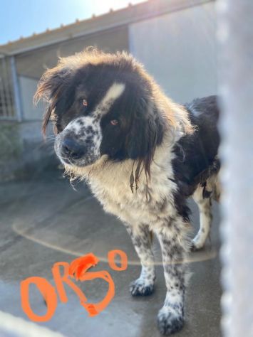 CANE IN ADOZIONE LO SGUARDO DI ORSO