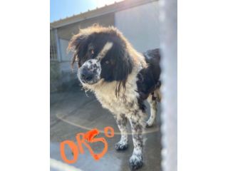 CANE IN ADOZIONE LO SGUARDO DI ORSO